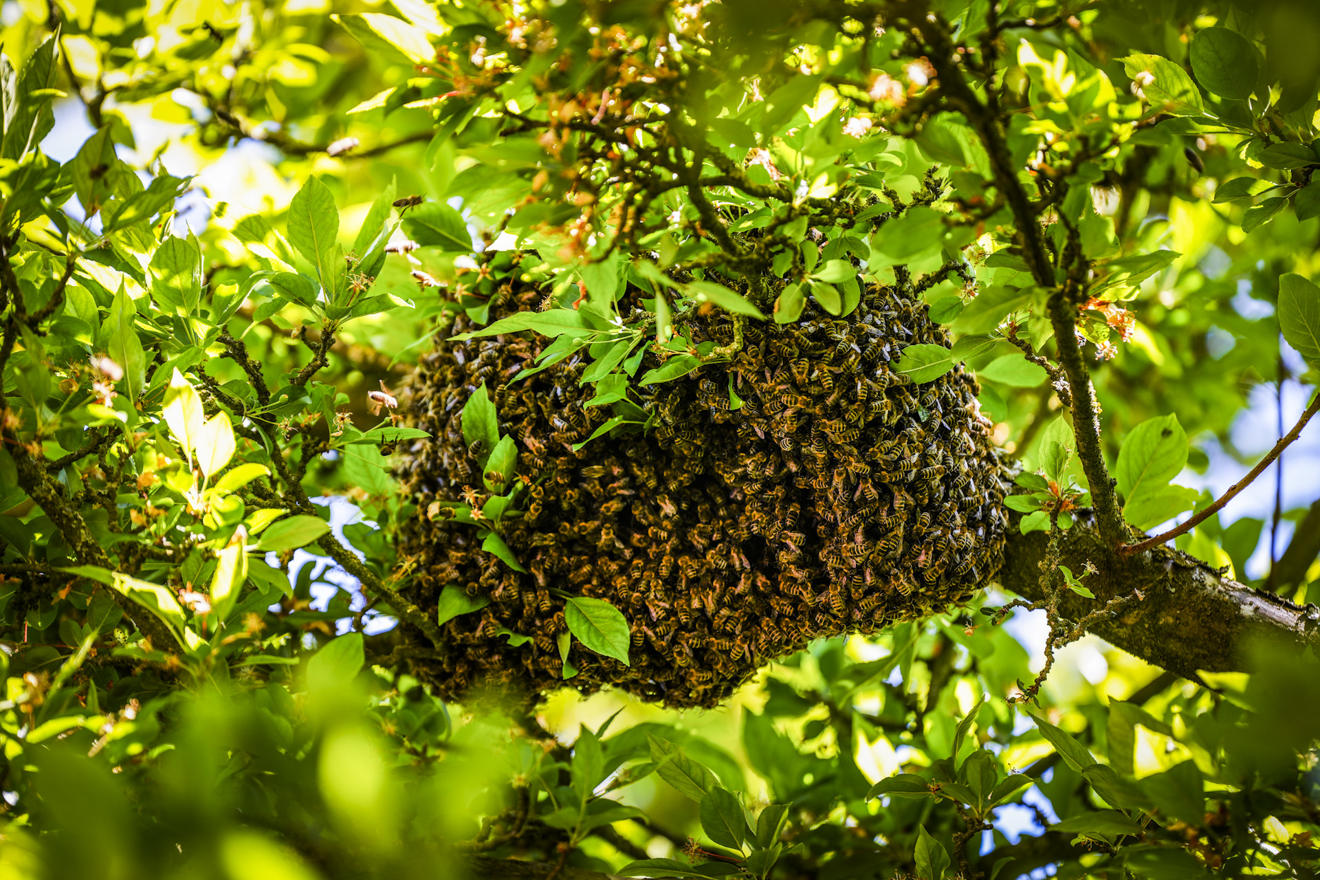 Brandweer en imker halen bijennest uit de boom