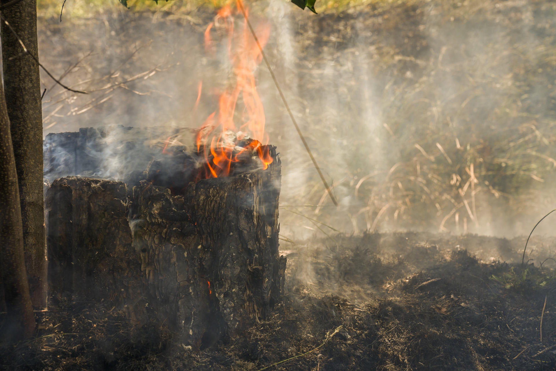 Bosbrand langs snelweg onder controle, rijstrook tijdelijk dicht