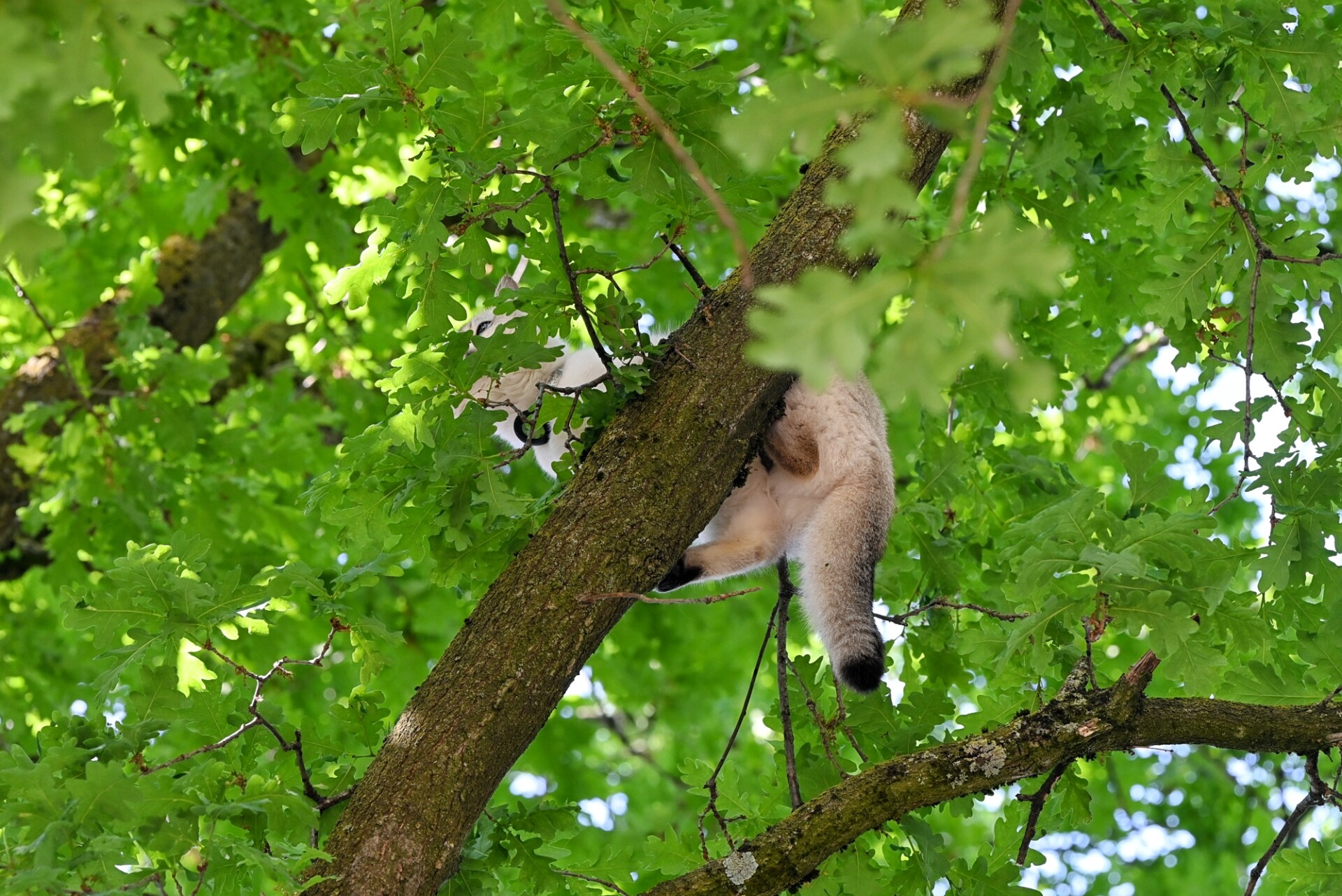 Brandweer redt kat uit de boom na eerste buitenavontuur