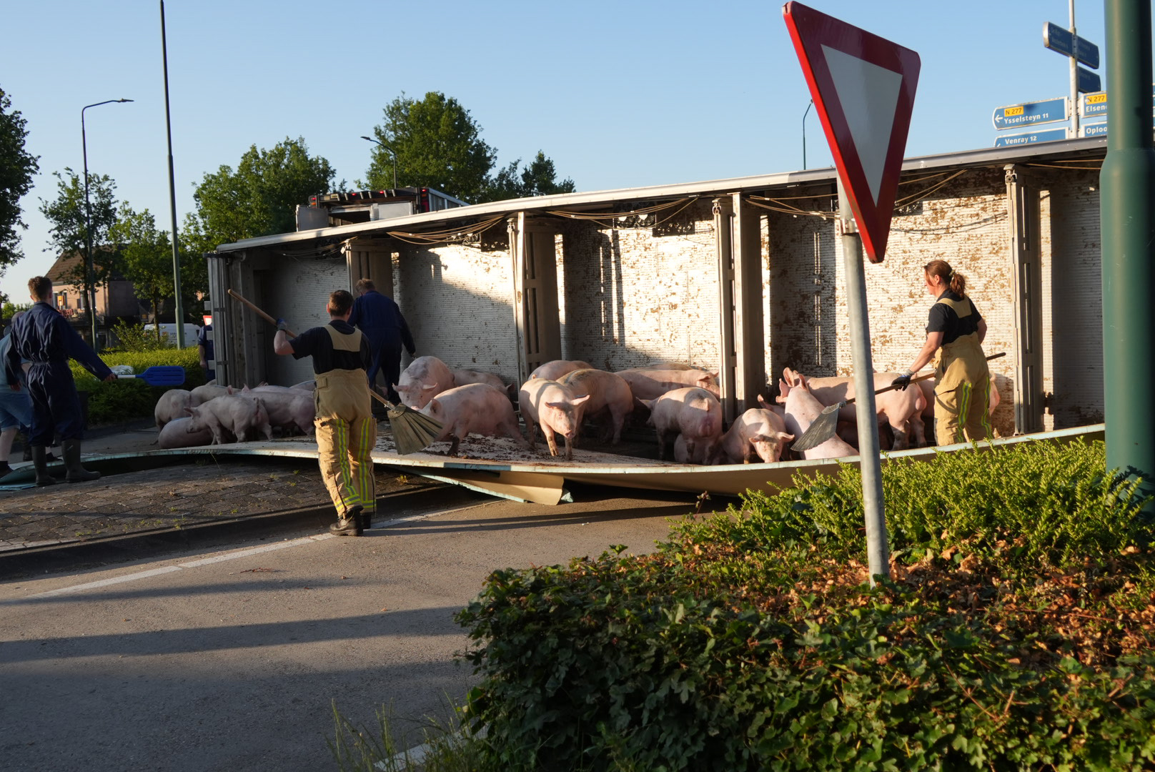 UPDATE: Twintig varkens omgekomen bij gekantelde vrachtwagen