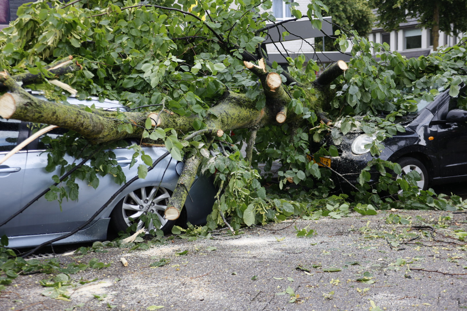 Meerdere auto’s geplet door omgevallen boom