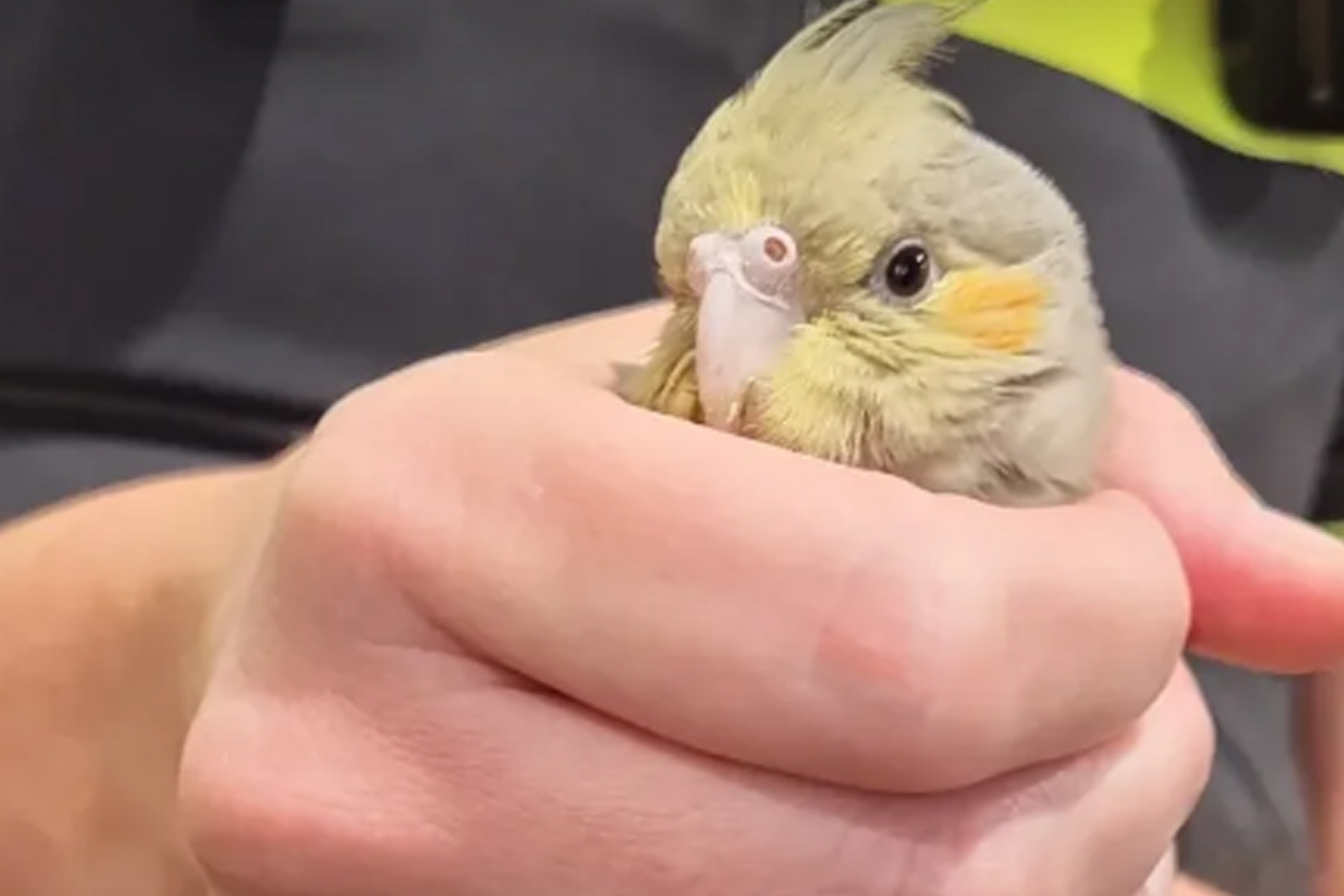 Politie zoekt eigenaar van gevonden valkparkiet