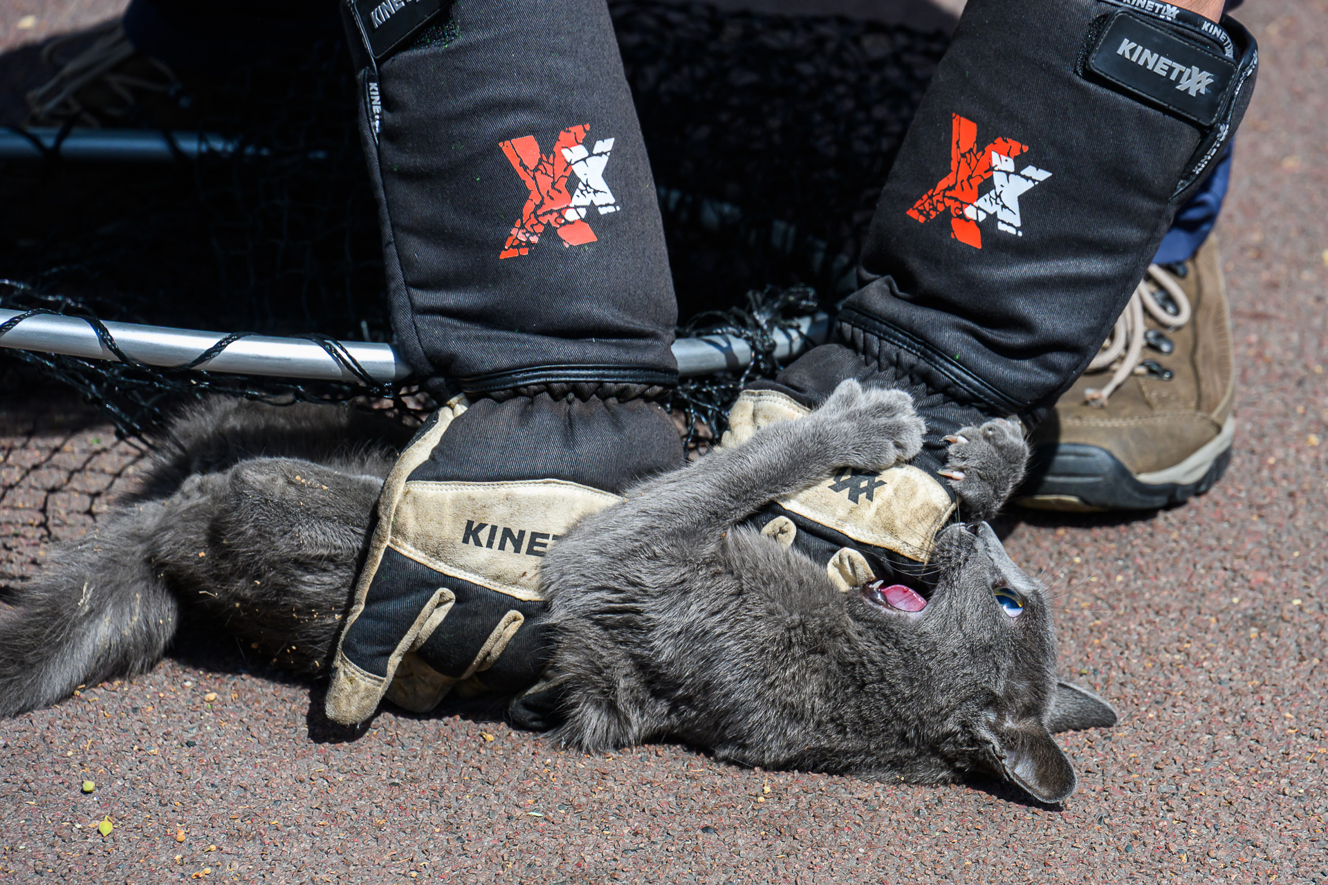 Kat in boom bijt tot bloedens toe in vingers van redders