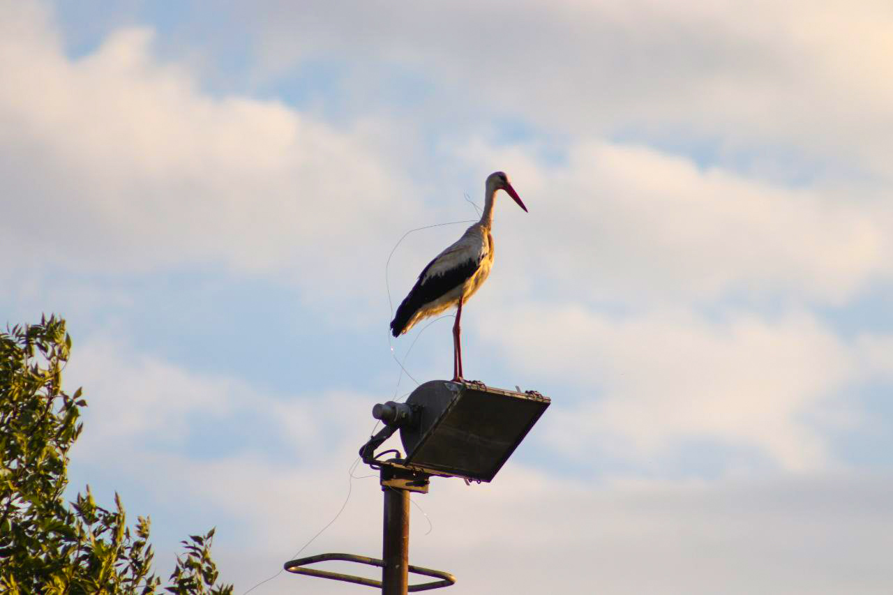Brandweer rukt uit voor ooievaar in nood