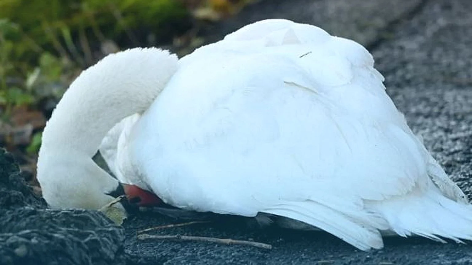Twee zwanen doodgeschoten in vijver