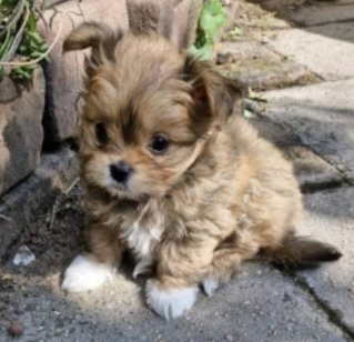 Vier puppy’s gestolen uit schuur, moederhond achtergelaten