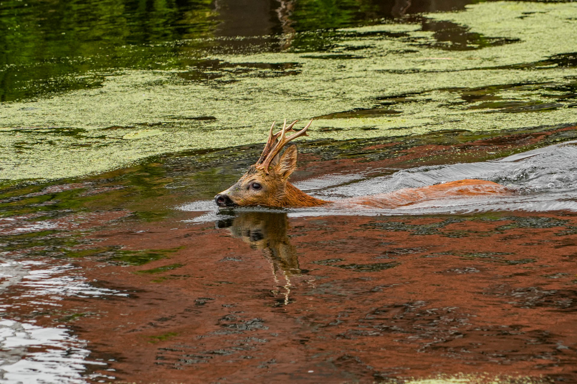 Ree komt terecht in kanaal en zet de buurt op stelten