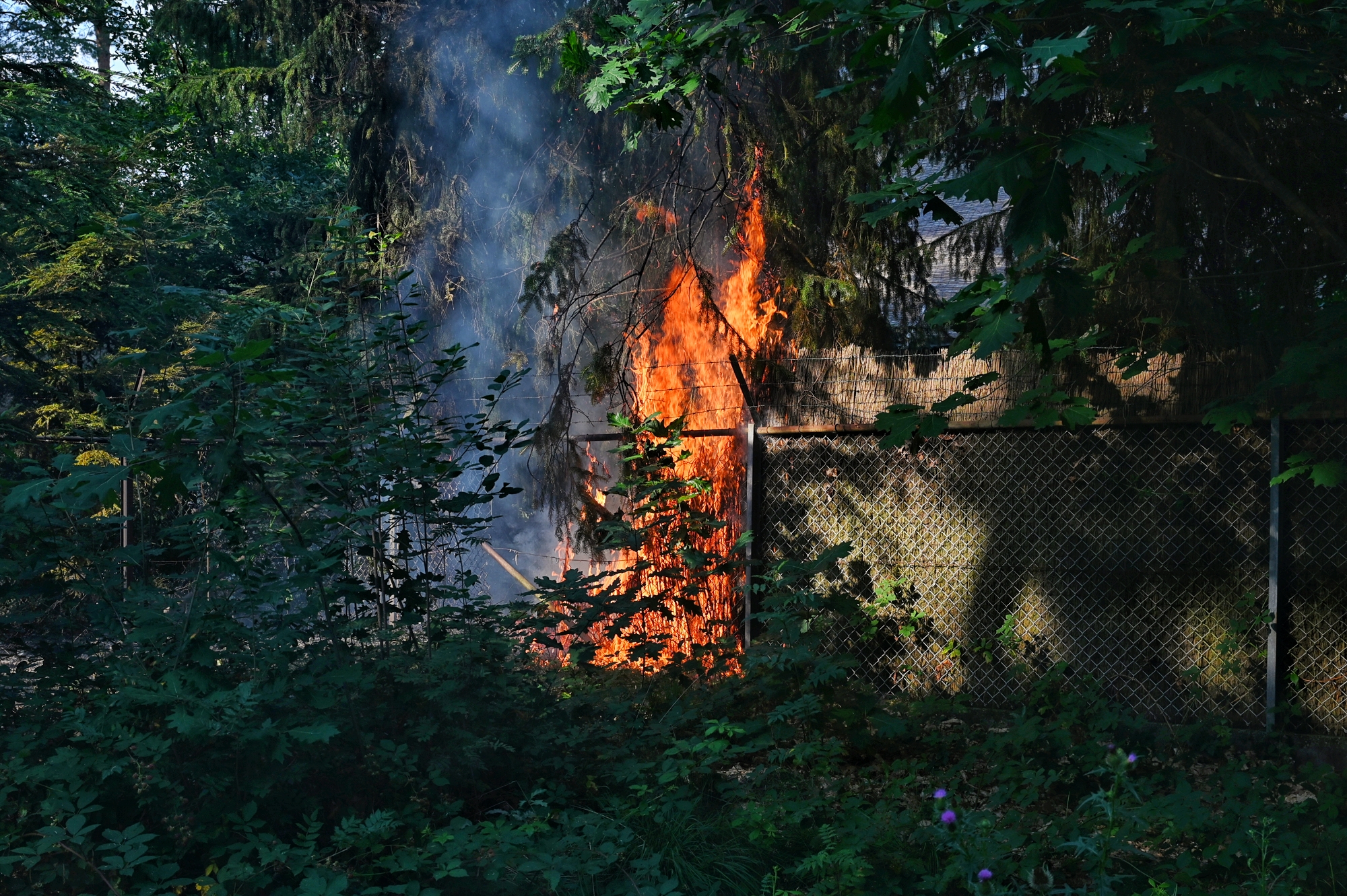 Metershoge vlammen door felle bosbrand, mogelijk aangestoken door jongeren