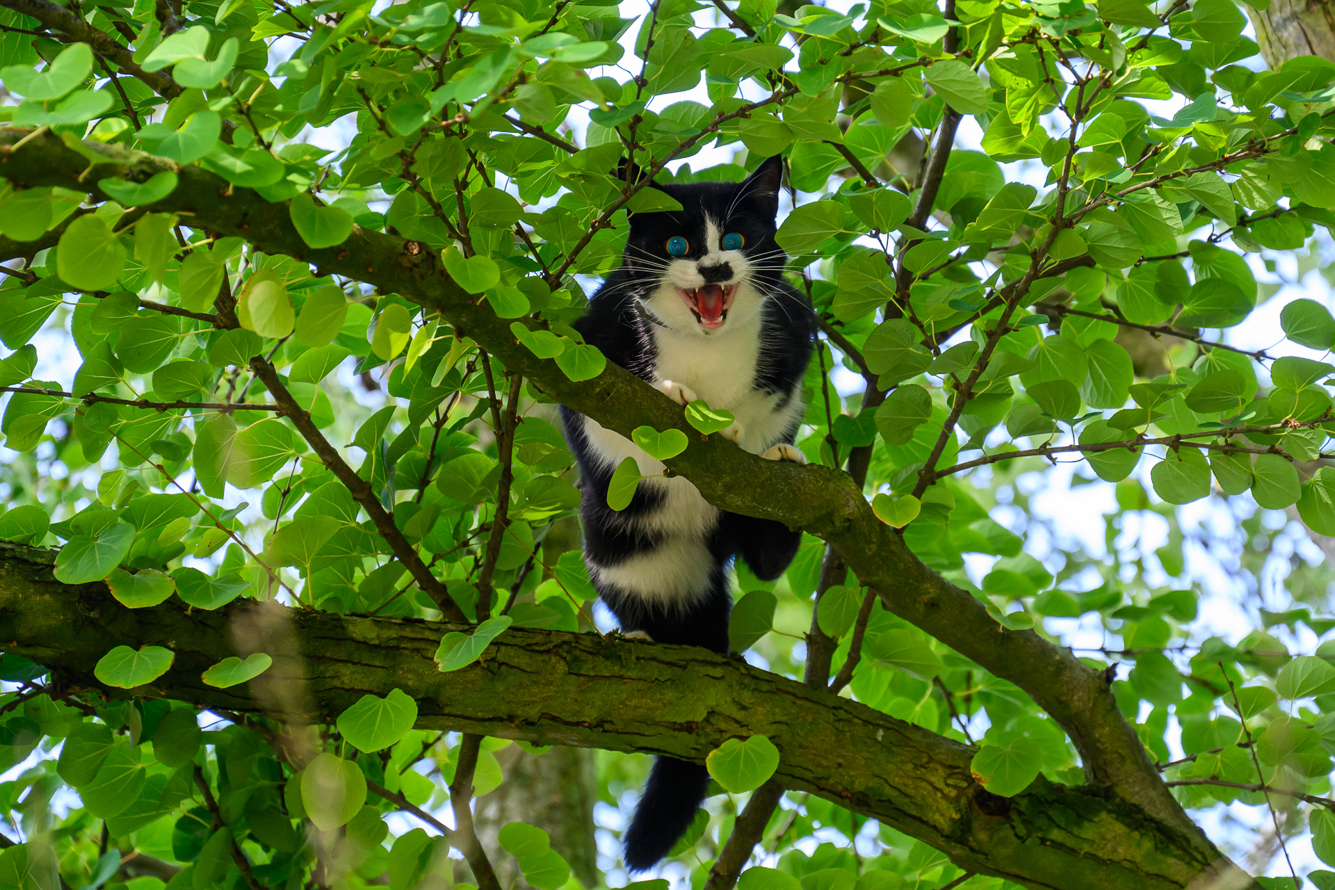 Brandweer spuit kat uit de boom