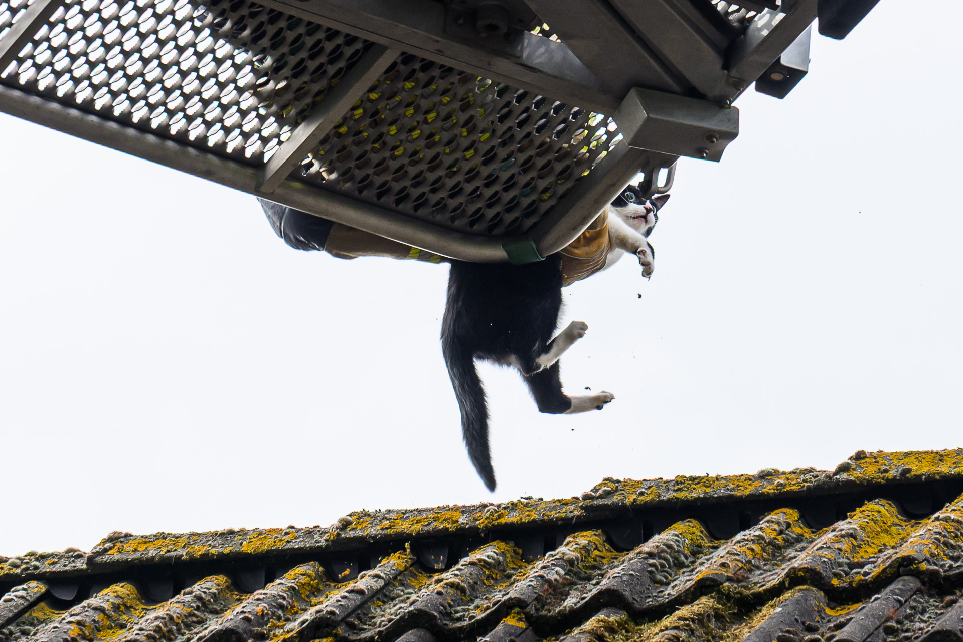 Kat ontsnapt spectaculair aan redding op dak