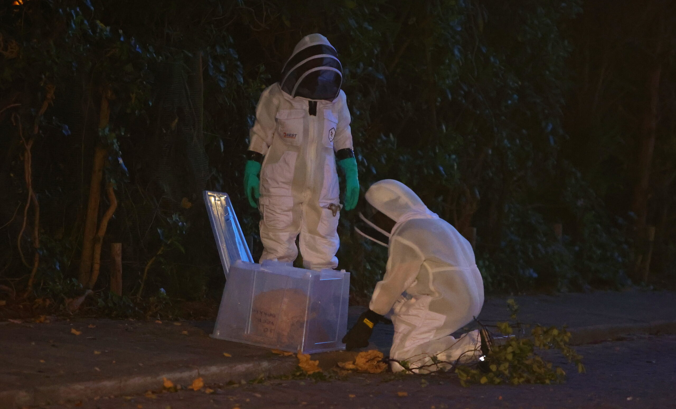 Groot nest Aziatische hoornaars valt op stoep, woonwijk afgesloten