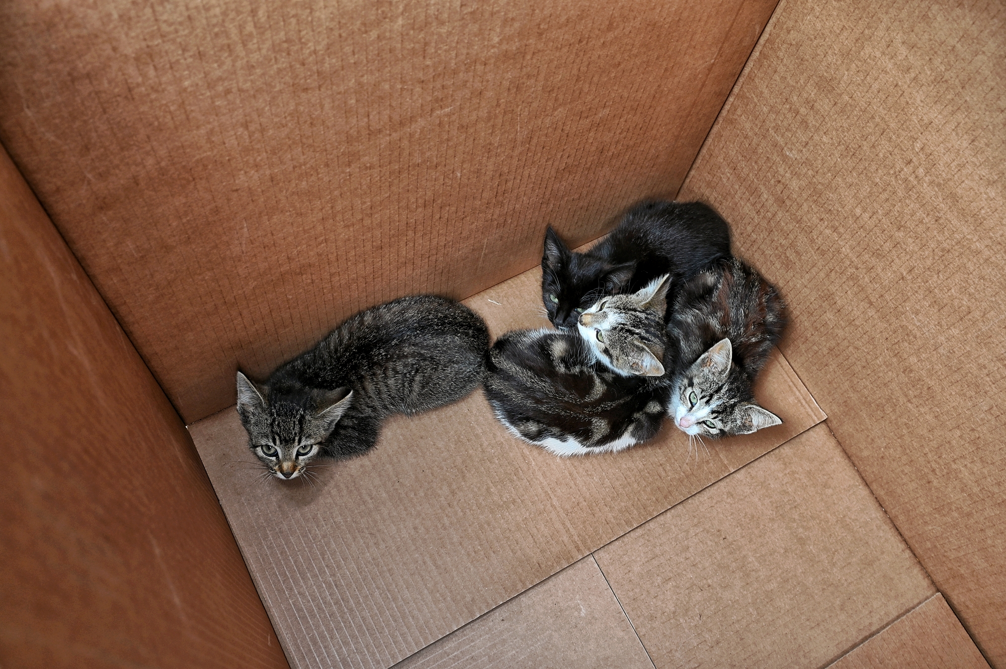 Negen kittens gedumpt op industrieterrein