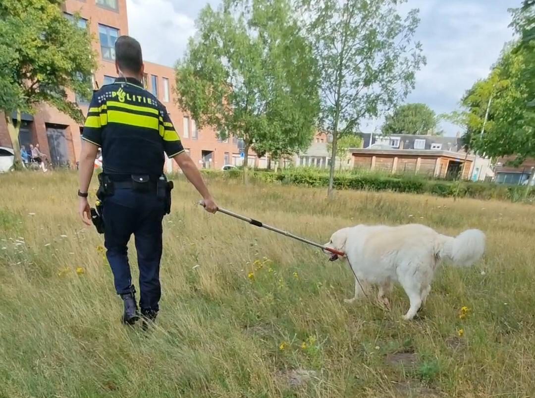 Hond die vastgebonden werd gevonden overleden