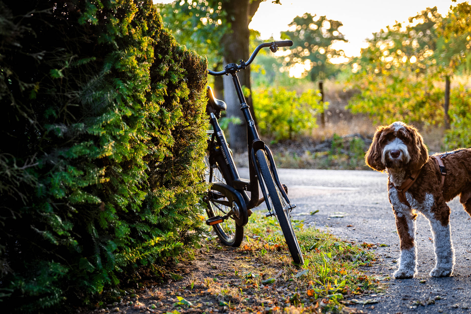 Fietser naar ziekenhuis na aanrijding met auto