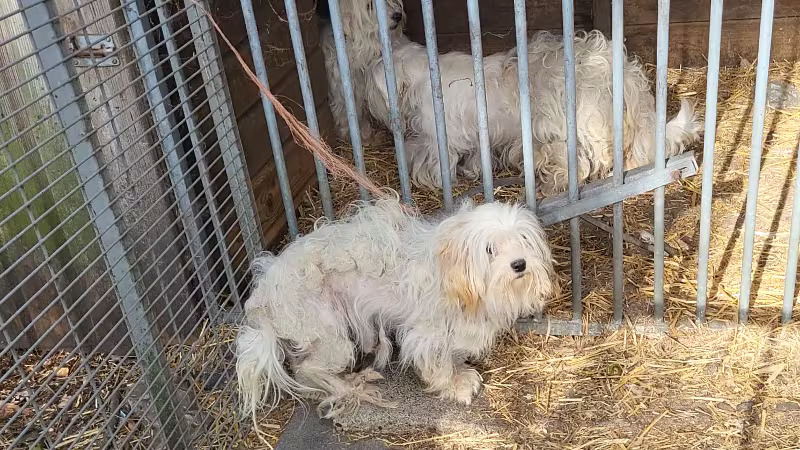 Veertig verwaarloosde dieren in beslag genomen
