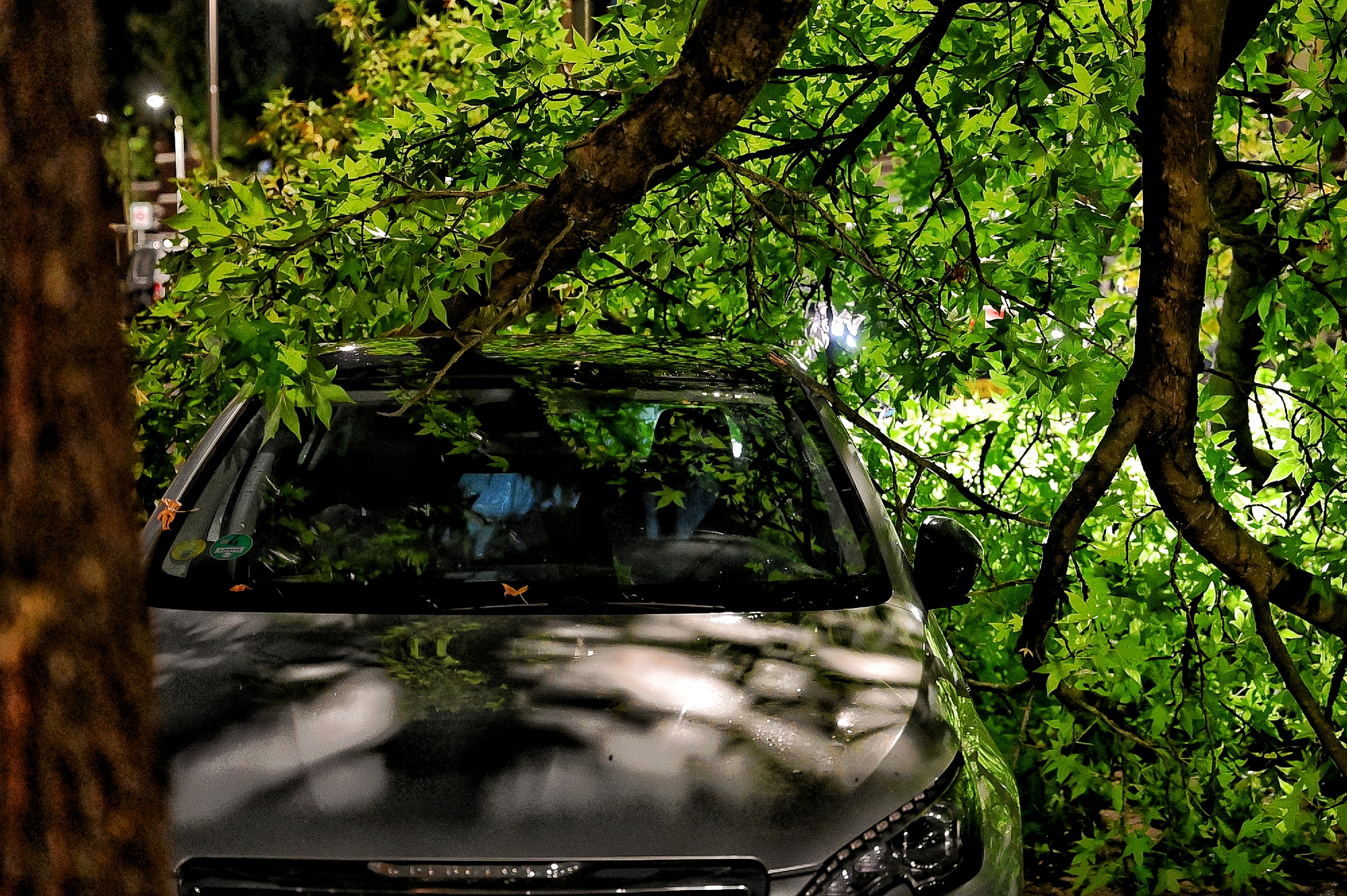 Grote tak breekt af en valt op auto en fietsen