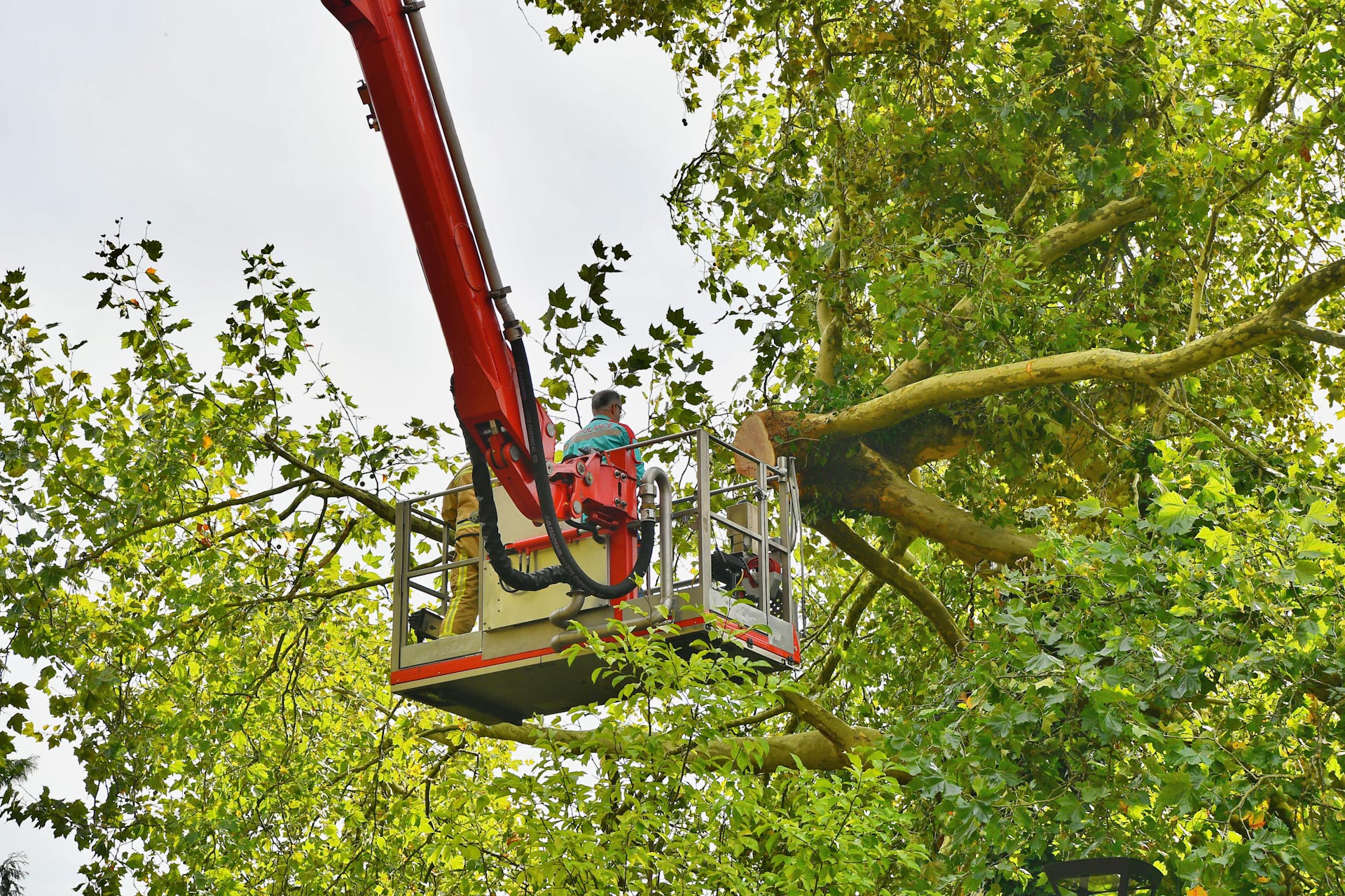 UPDATE: Identiteit slachtoffer boomongeval bekend: man (29) uit Eindhoven overleden