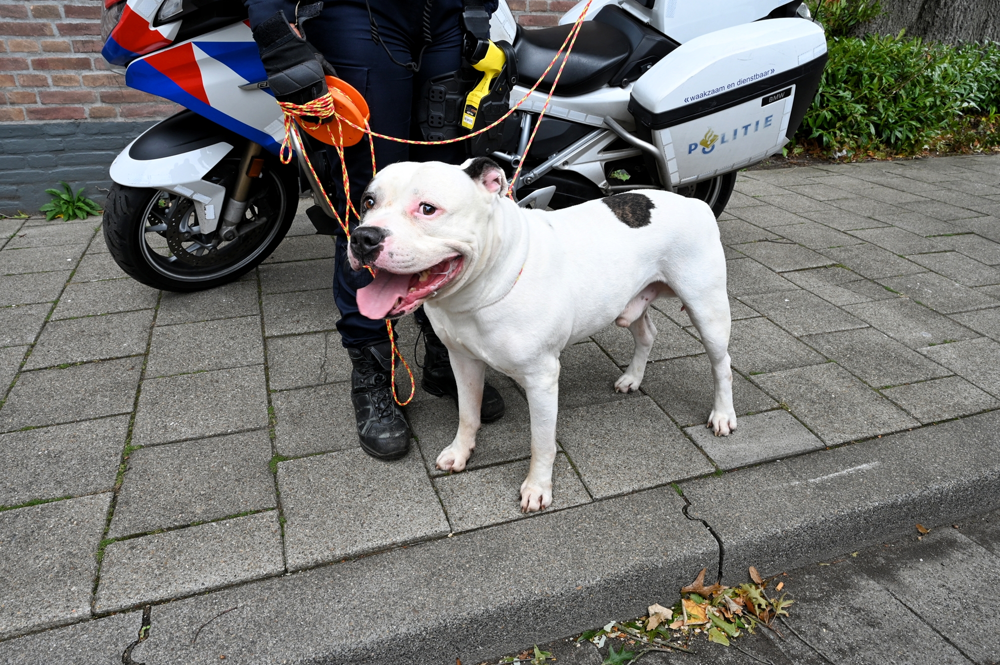 Twee honden mishandeld, in woning mogelijk drugslab gevonden