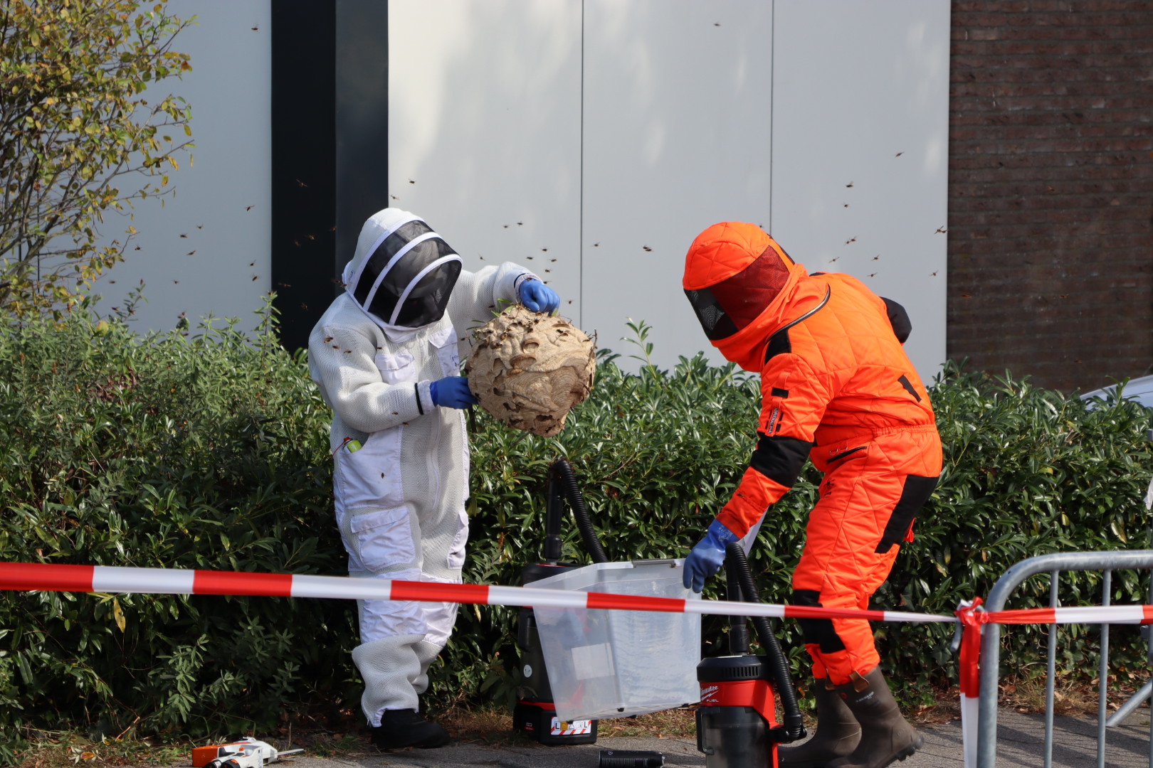 Groot nest met Hoornaars verwijderd