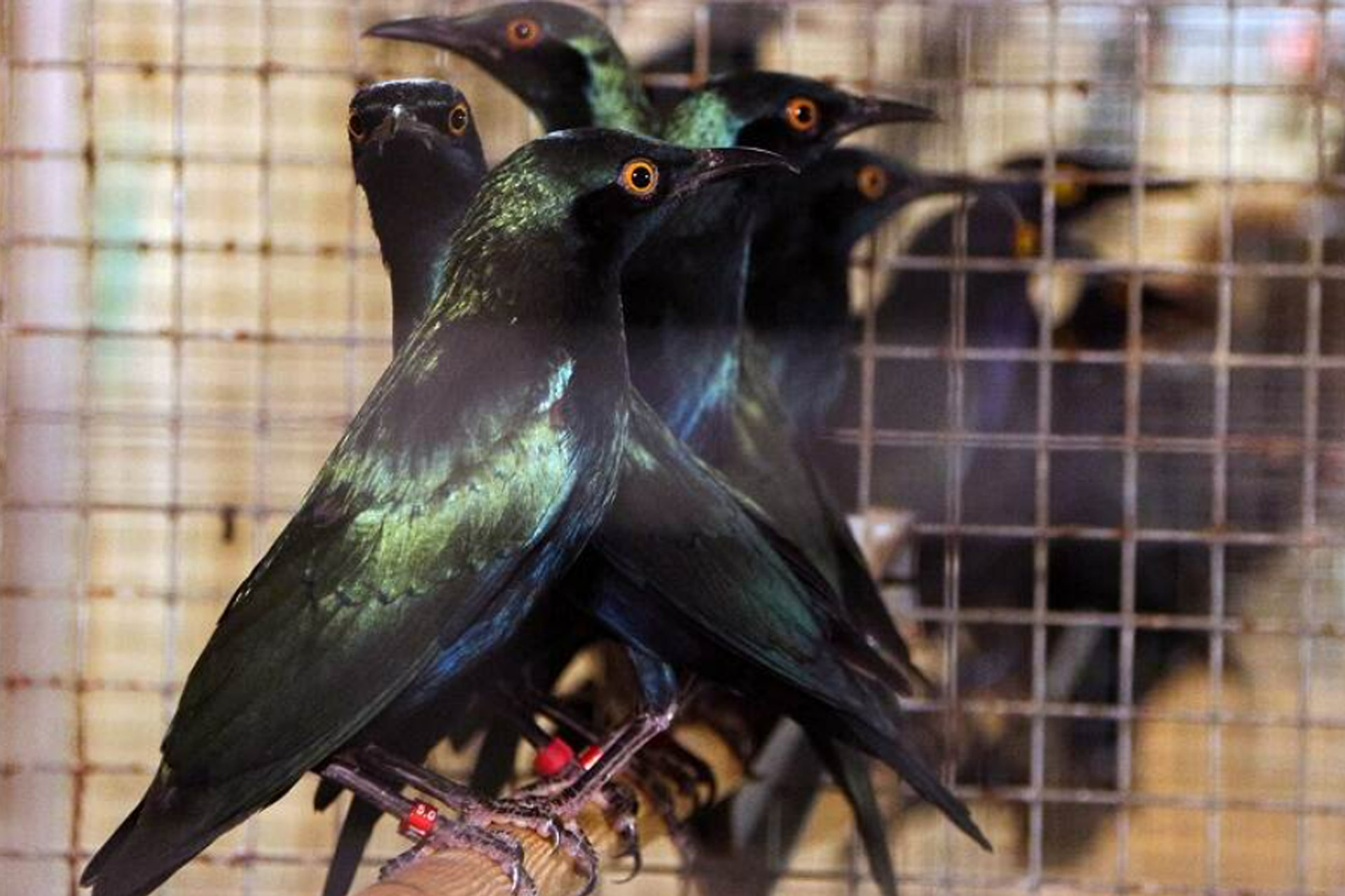 Bijna 500 vogels in beslag genomen, man (20) opgepakt voor illegale handel