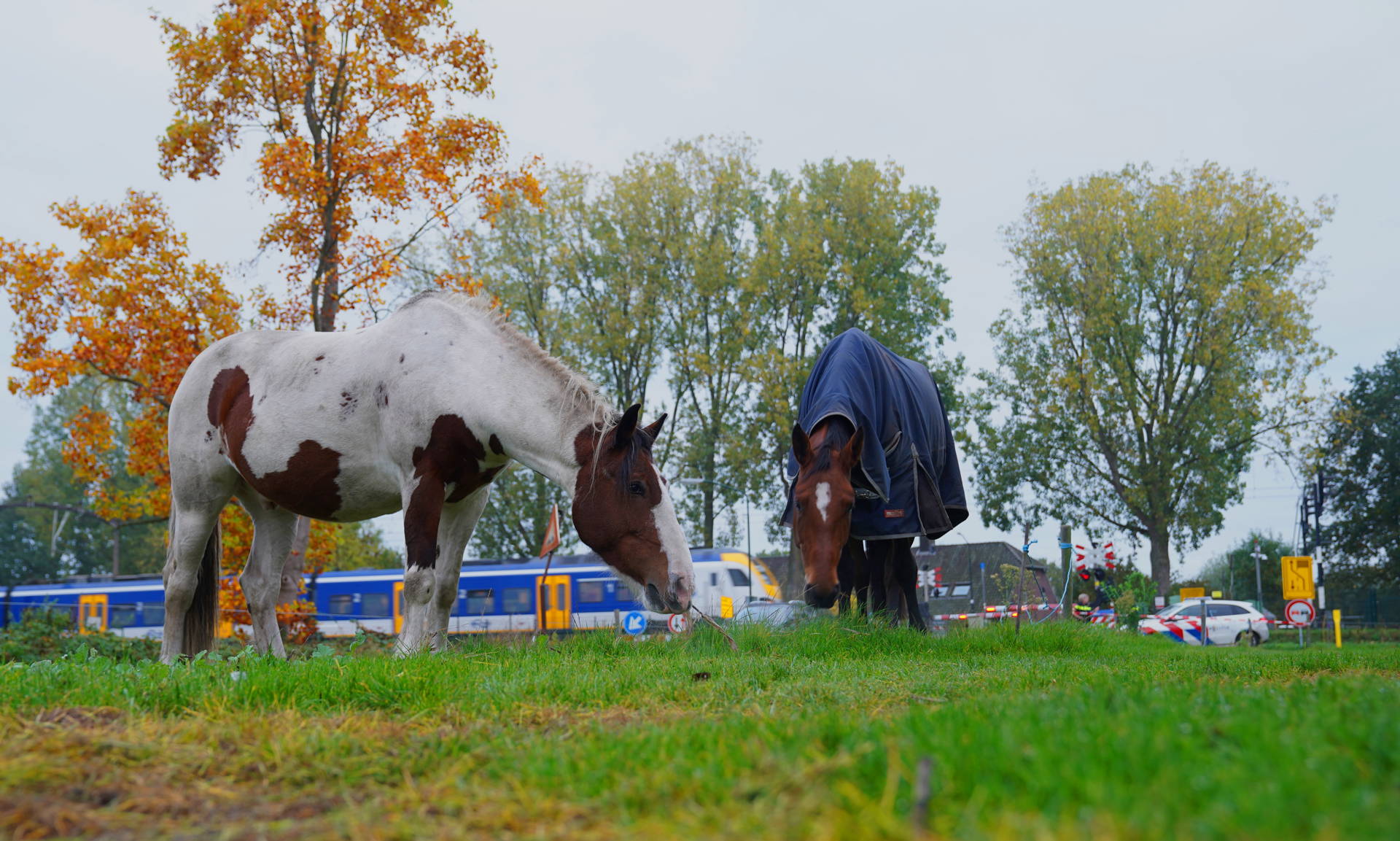 Losgebroken paarden veroorzaken treinvertraging