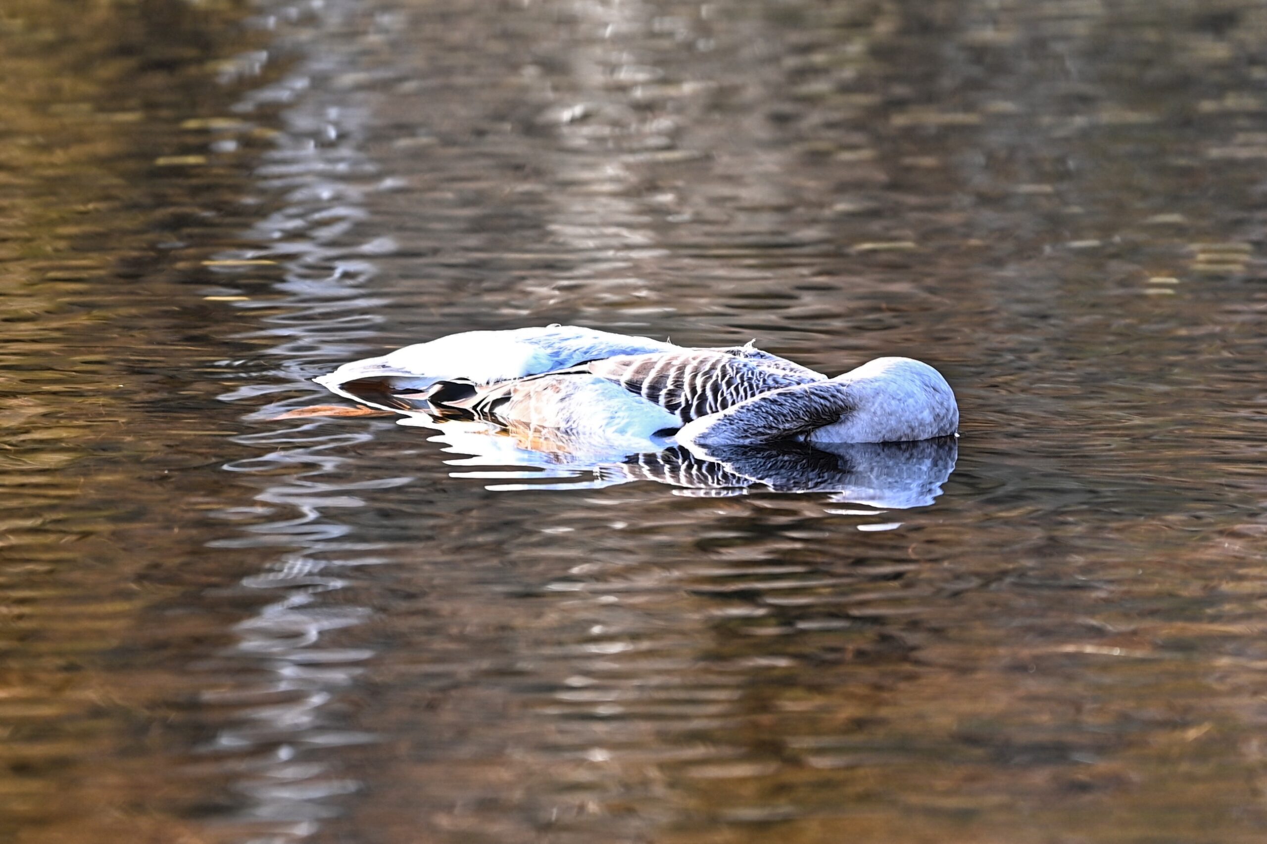 Verdacht object in water blijkt dode gans