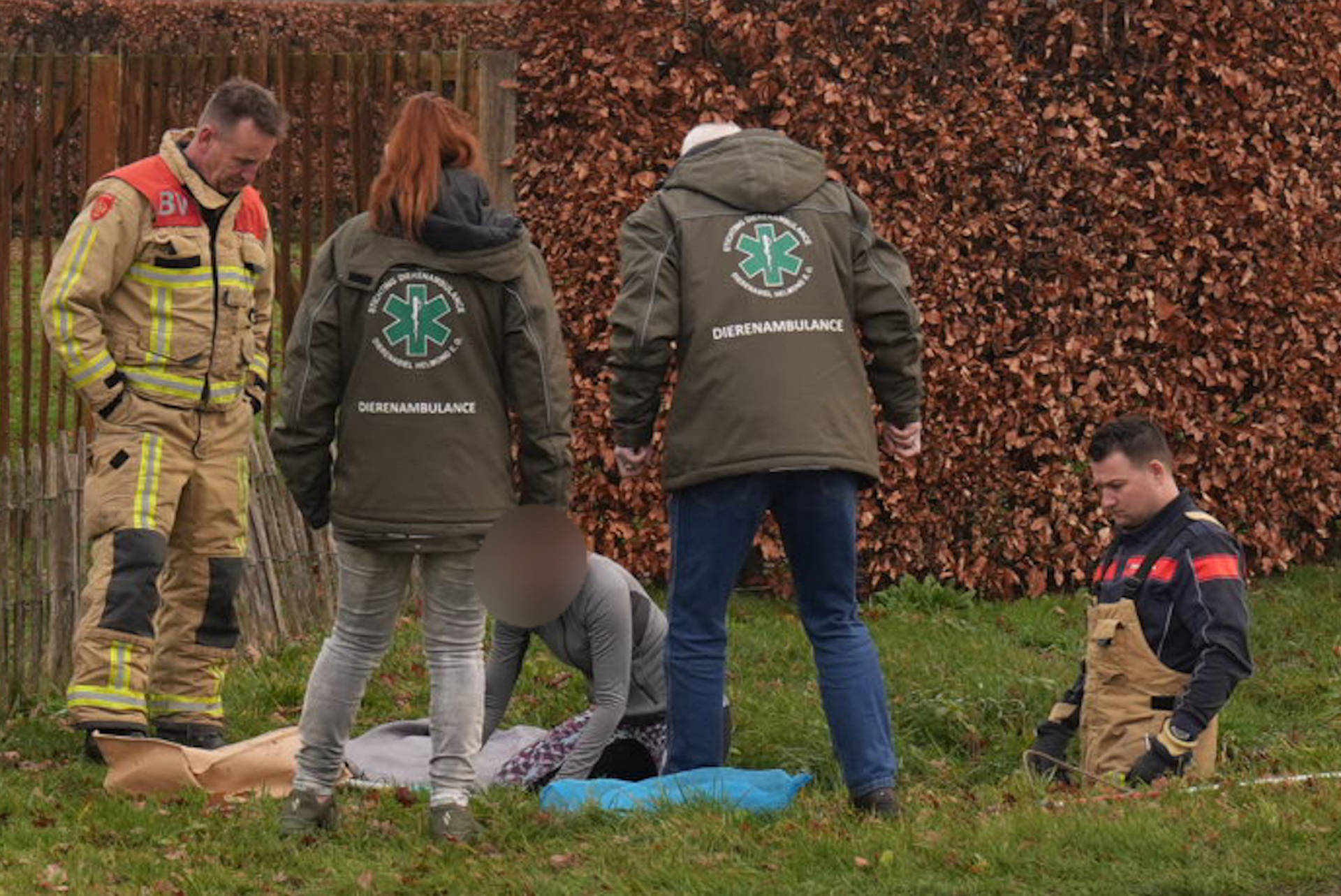 Kat na aanrijding in riool beland en door brandweer gered