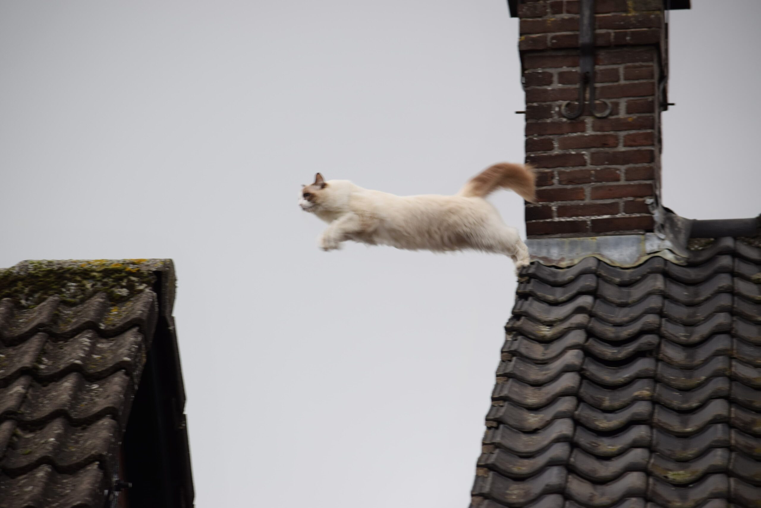 Brandweer rukt uit voor kat op dak, dier ontsnapt zelfstandig