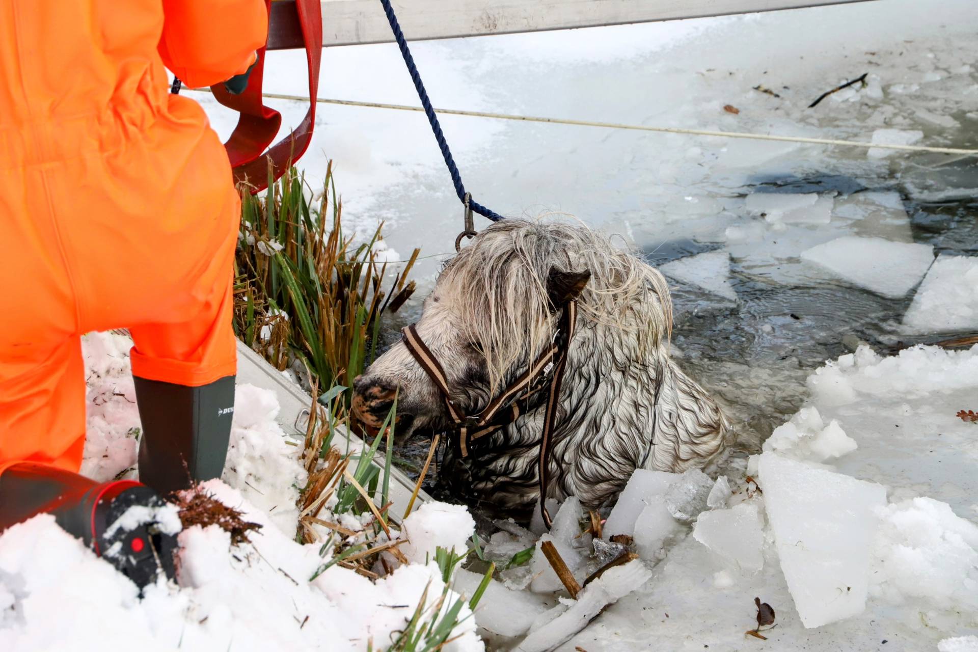 Pony zakt door laag ijs en valt in ijskoud water