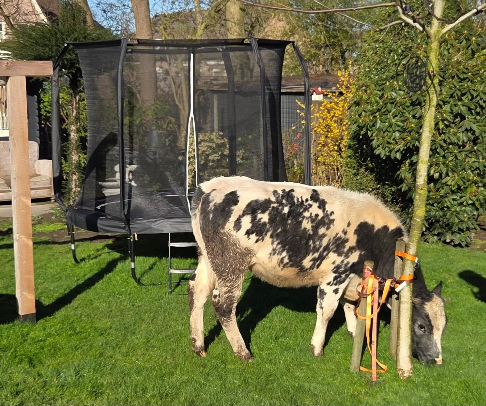 Bewoners schrikken op van ontsnapte koe in achtertuin