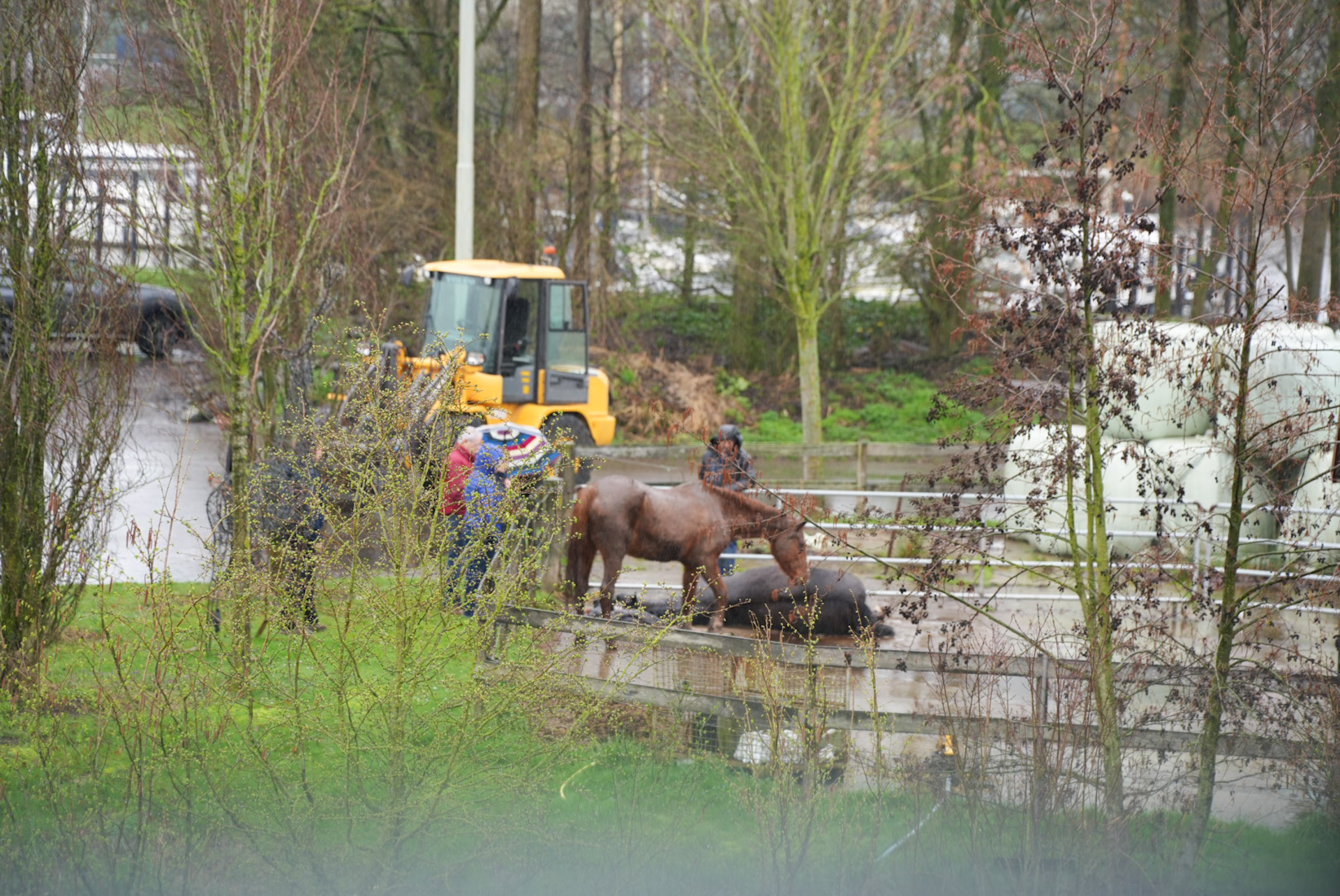 Brandweer schiet te hulp bij paard in nood