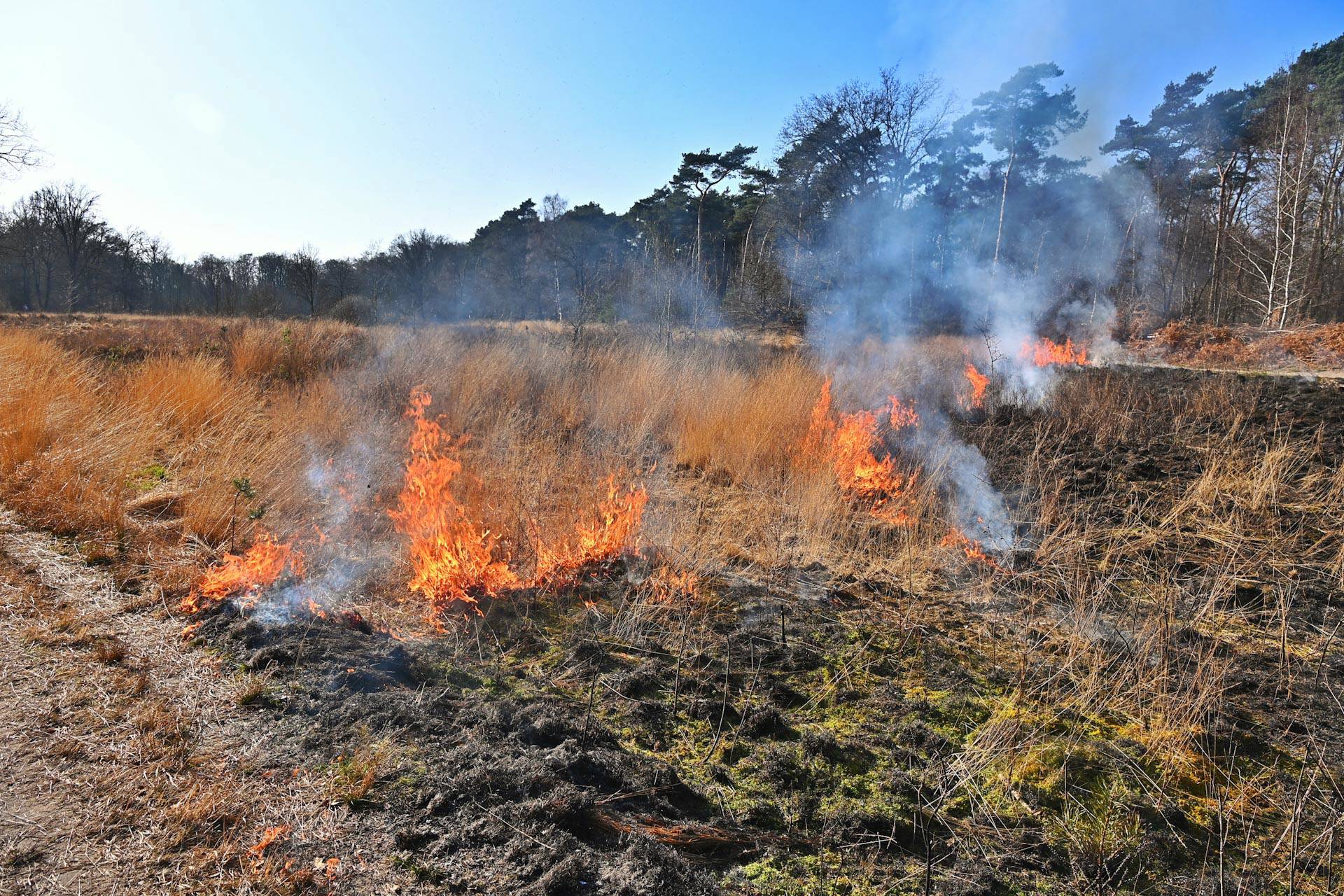 Brand in bosgebied verwoest 2500 m² hoog gras, brandweer snel ter plaatse