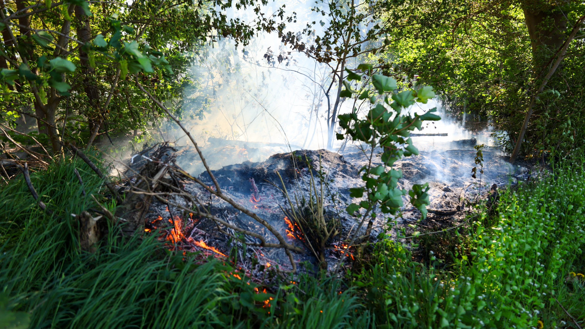 Smoldering brush fire on the forest floor with orange embers and rising smoke among green vegetation.