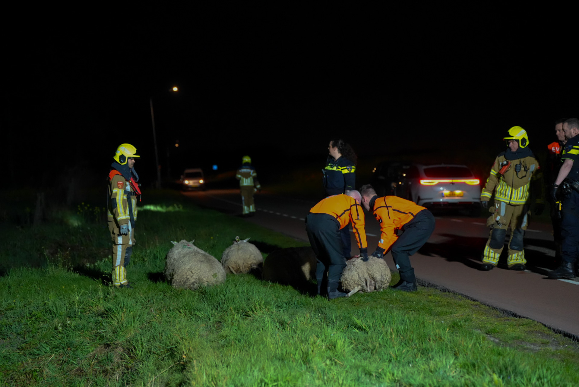 Vier losgebroken schapen dood na aanrijding, dader gevlucht