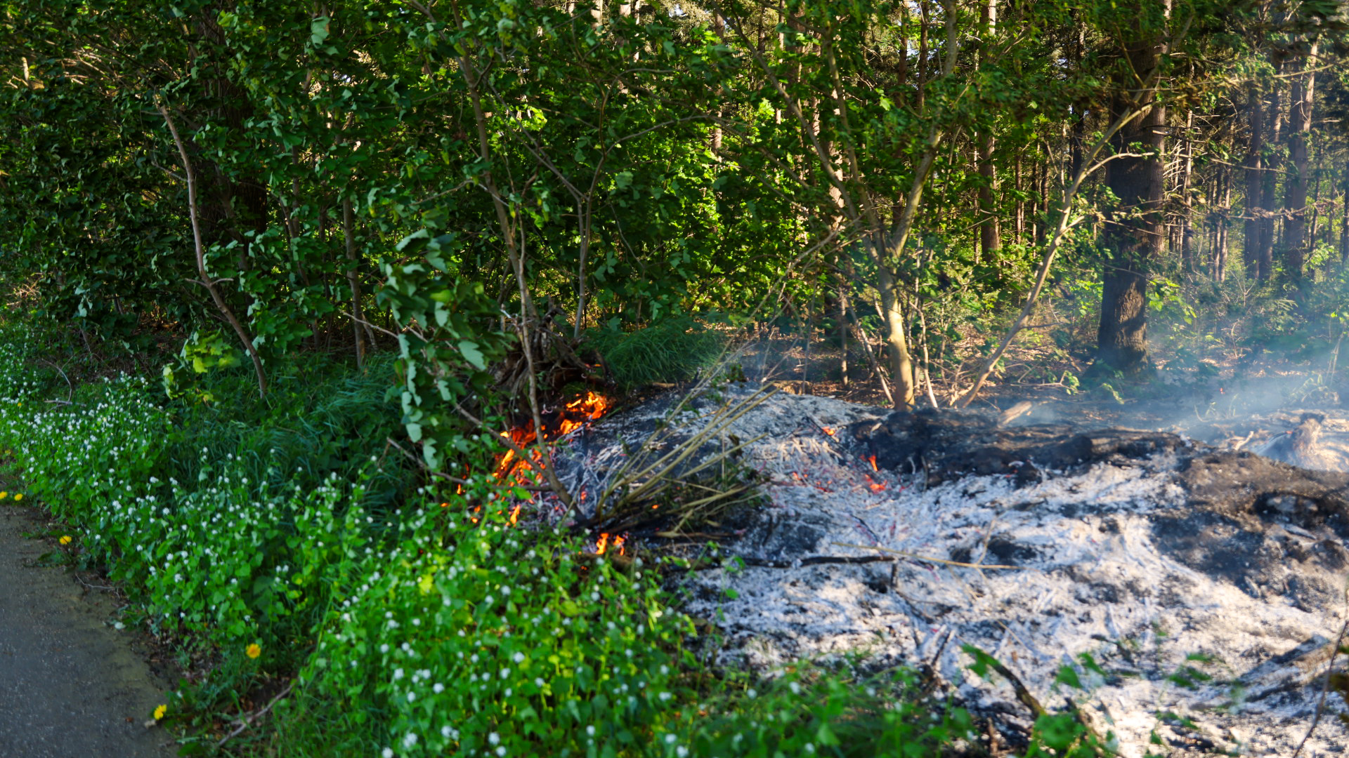 Small brush fire burning near the forest edge with smoke rising among green bushes and charred ground near a dirt path.