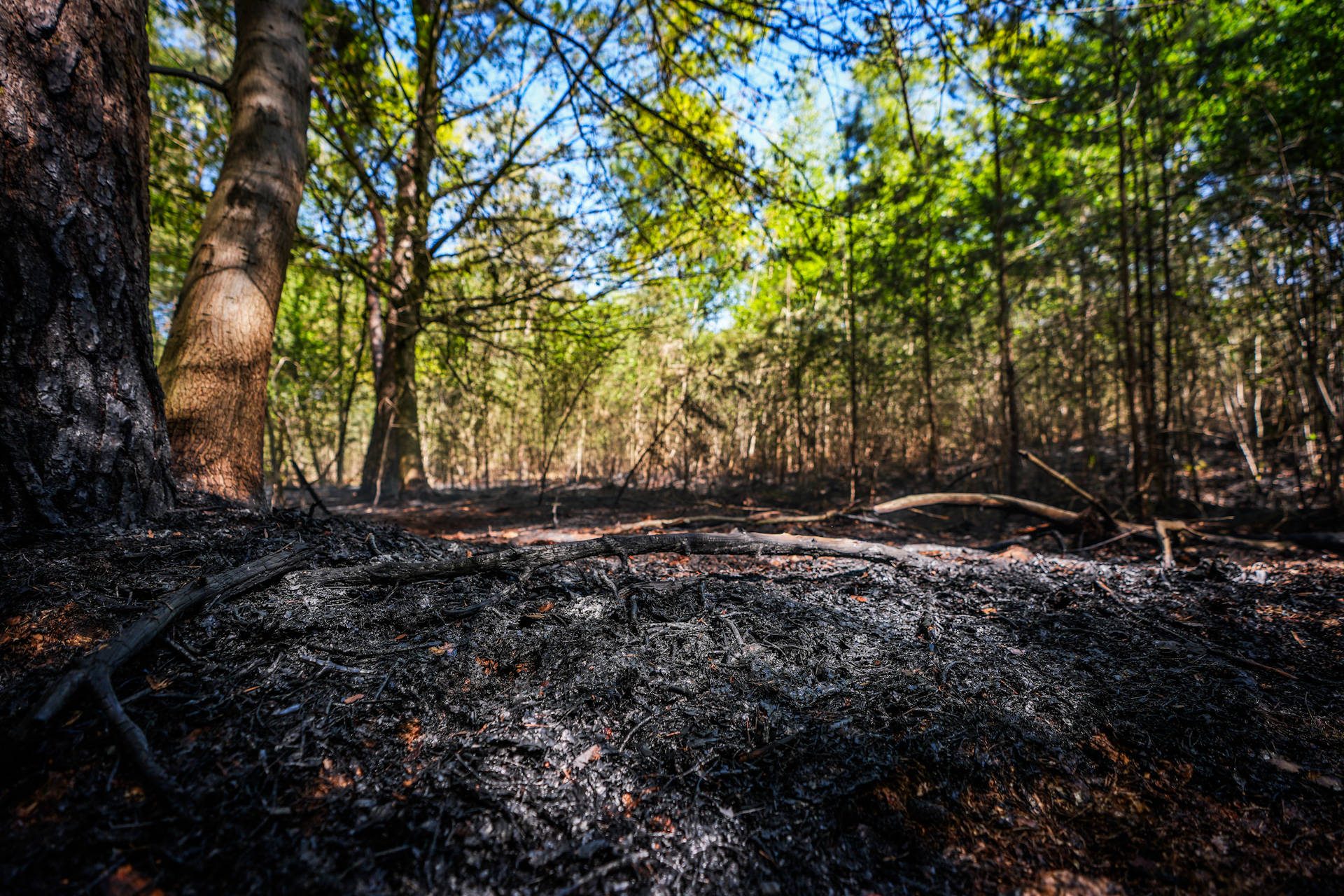 Bosbrand in moeilijk toegankelijk dennenbos