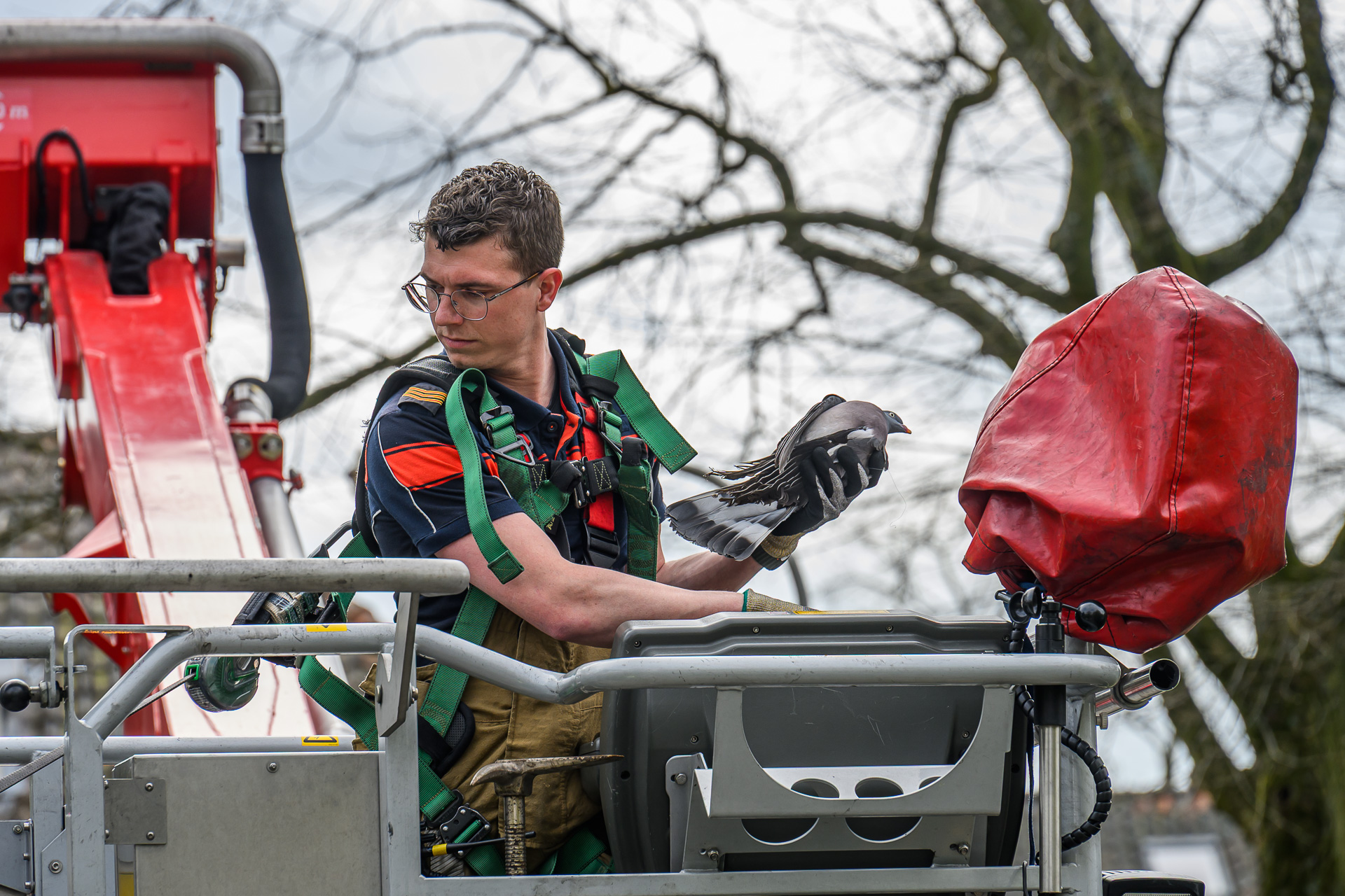 Brandweer bevrijdt gewonde duif uit boom na melding vanaf brug