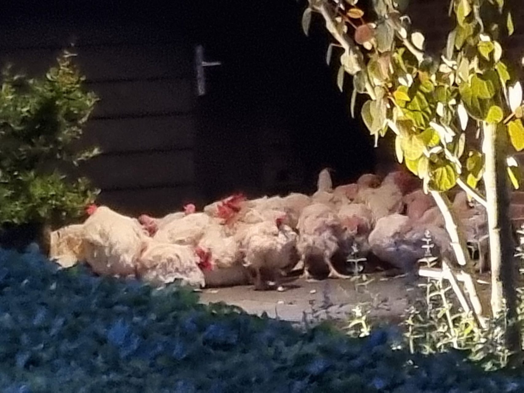 Kippen gedumpt als ‘bruiloftsgrap’ in voortuin