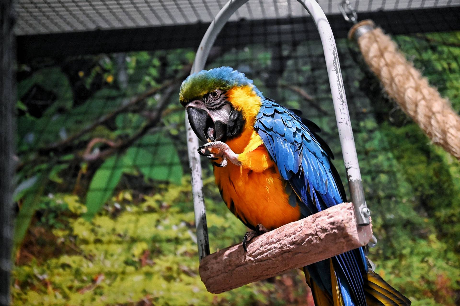 Blue-and-yellow macaw perched on a wooden swing inside a cage, showing bright blue and orange plumage and curved beak.