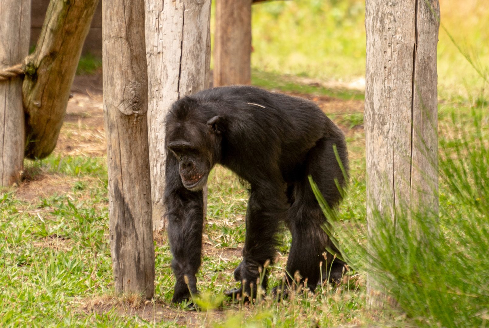Ontsnapte aap weer terug in Safaripark Beekse Bergen