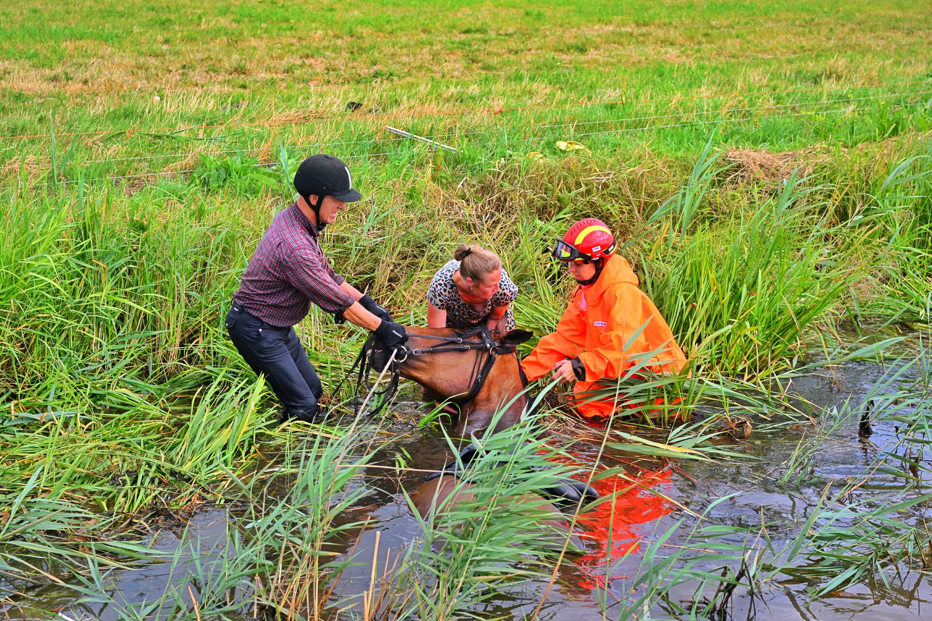Paard uit water gered, ruiter gewond in Steensel