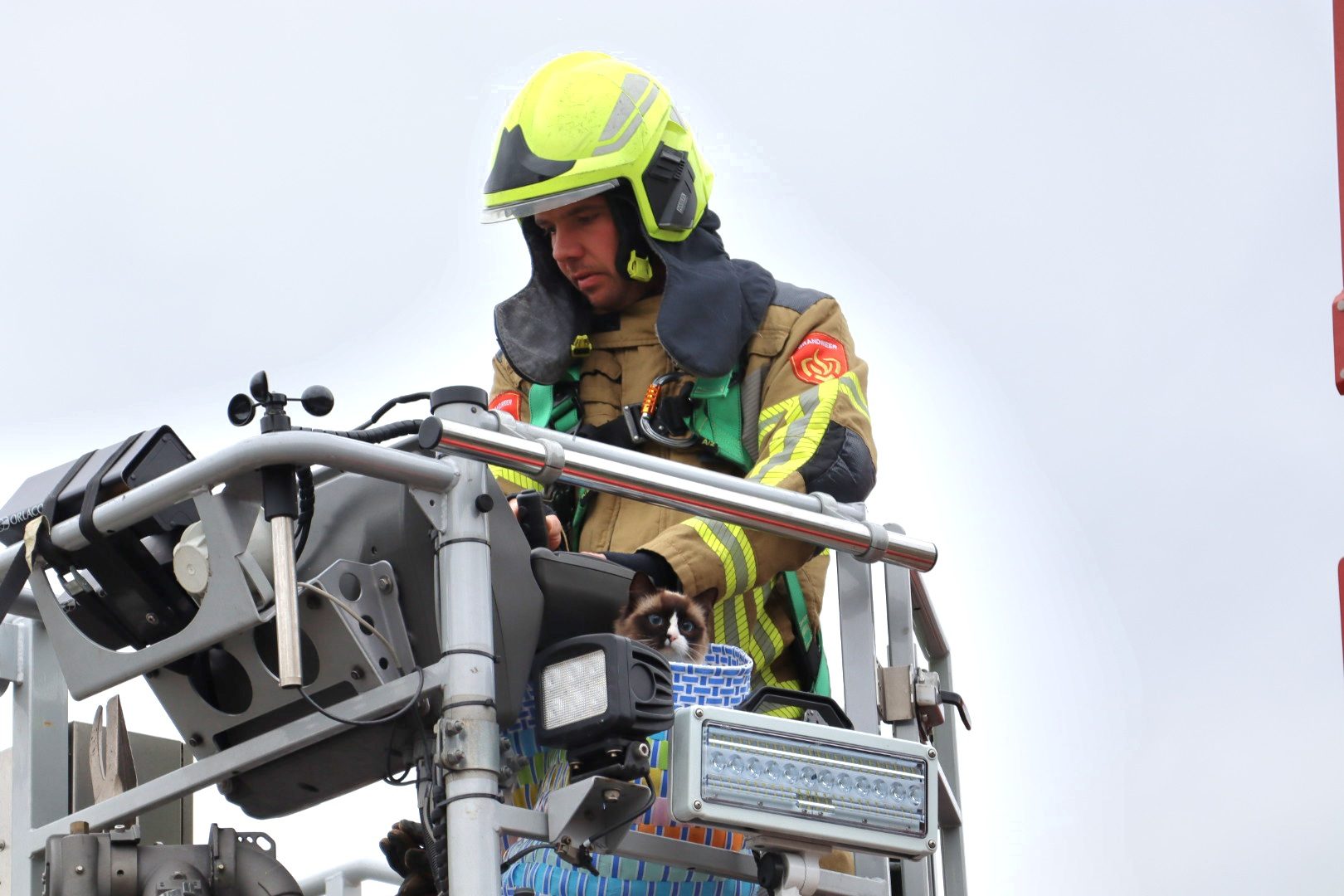 Kat zit urenlang vast in hoge boom, brandweer redt viervoeter met hoogwerker